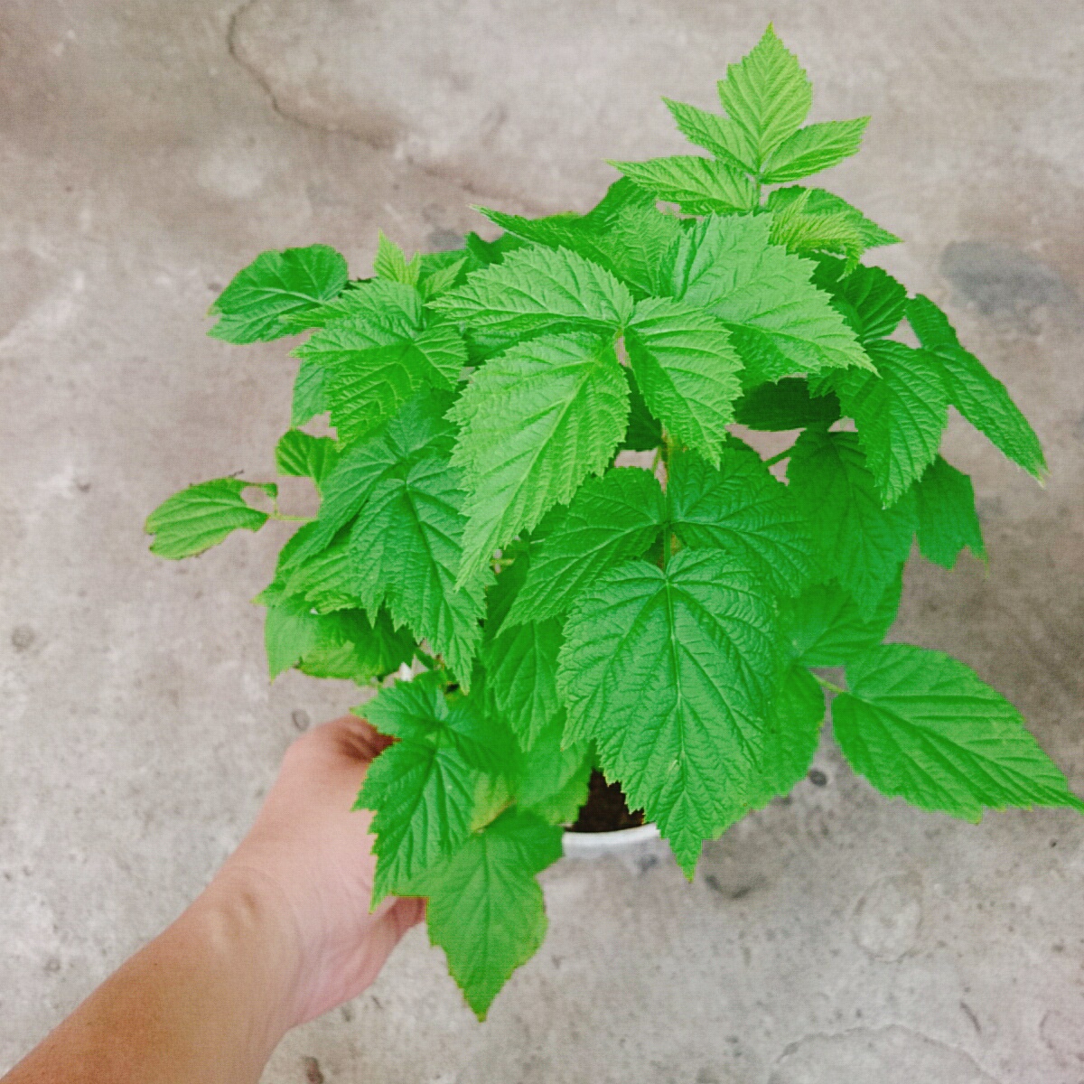 Cây Phúc Bồn Tử (Đỏ)