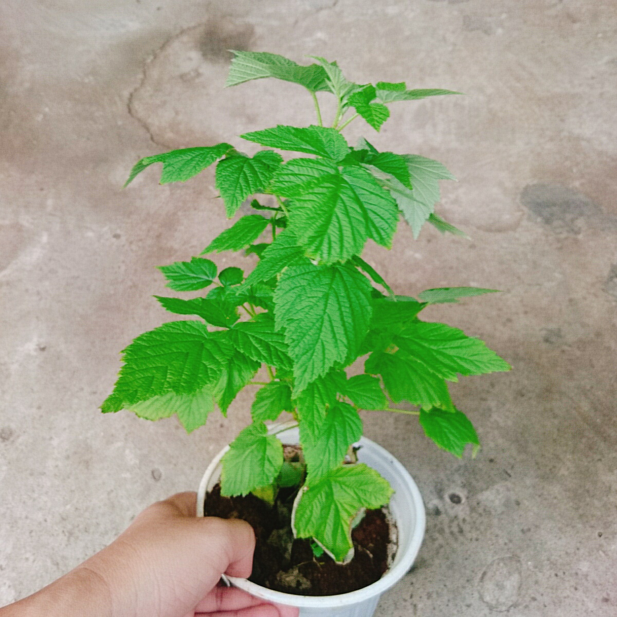 Cây Phúc Bồn Tử (Đỏ)