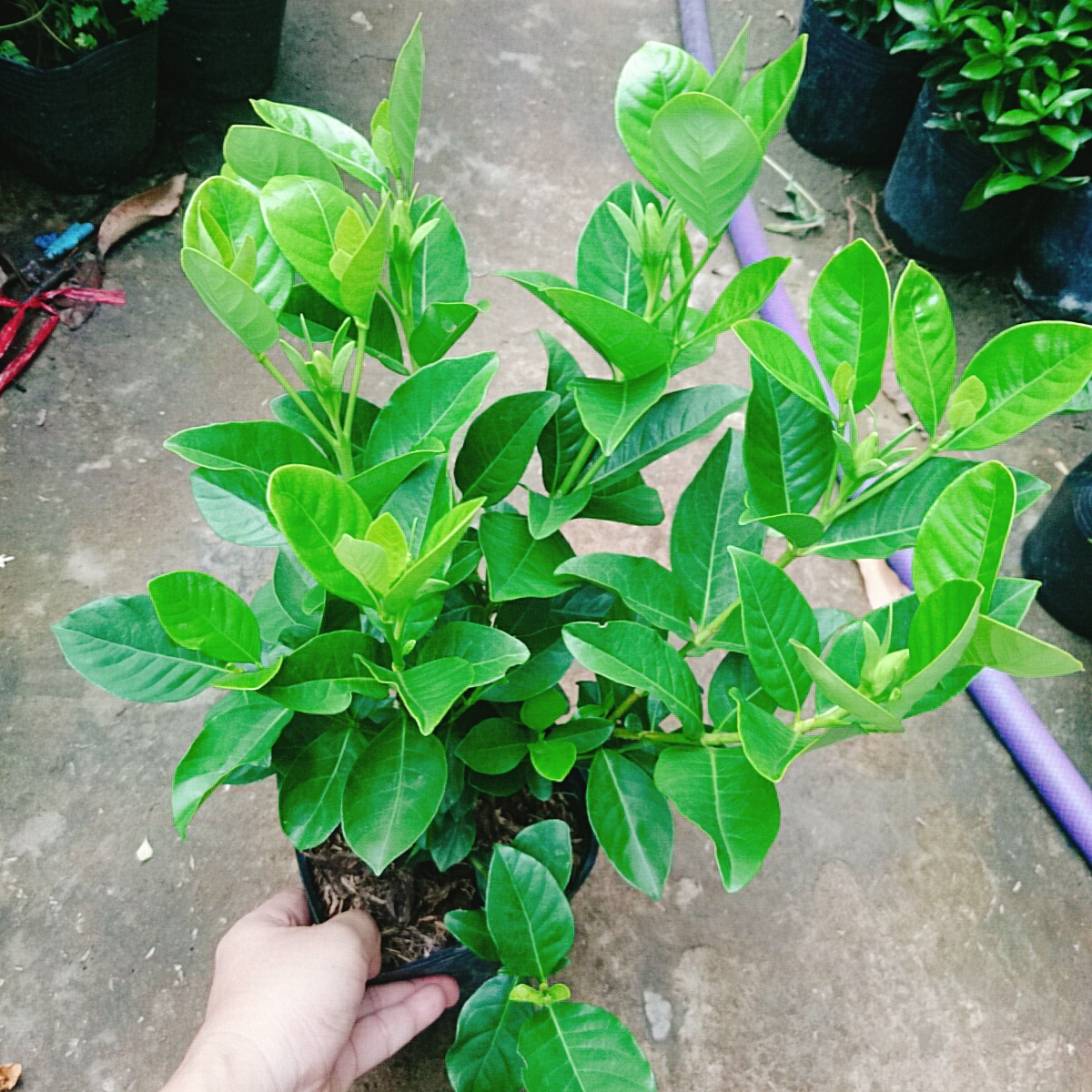 Cây Bạch Thiên Hương