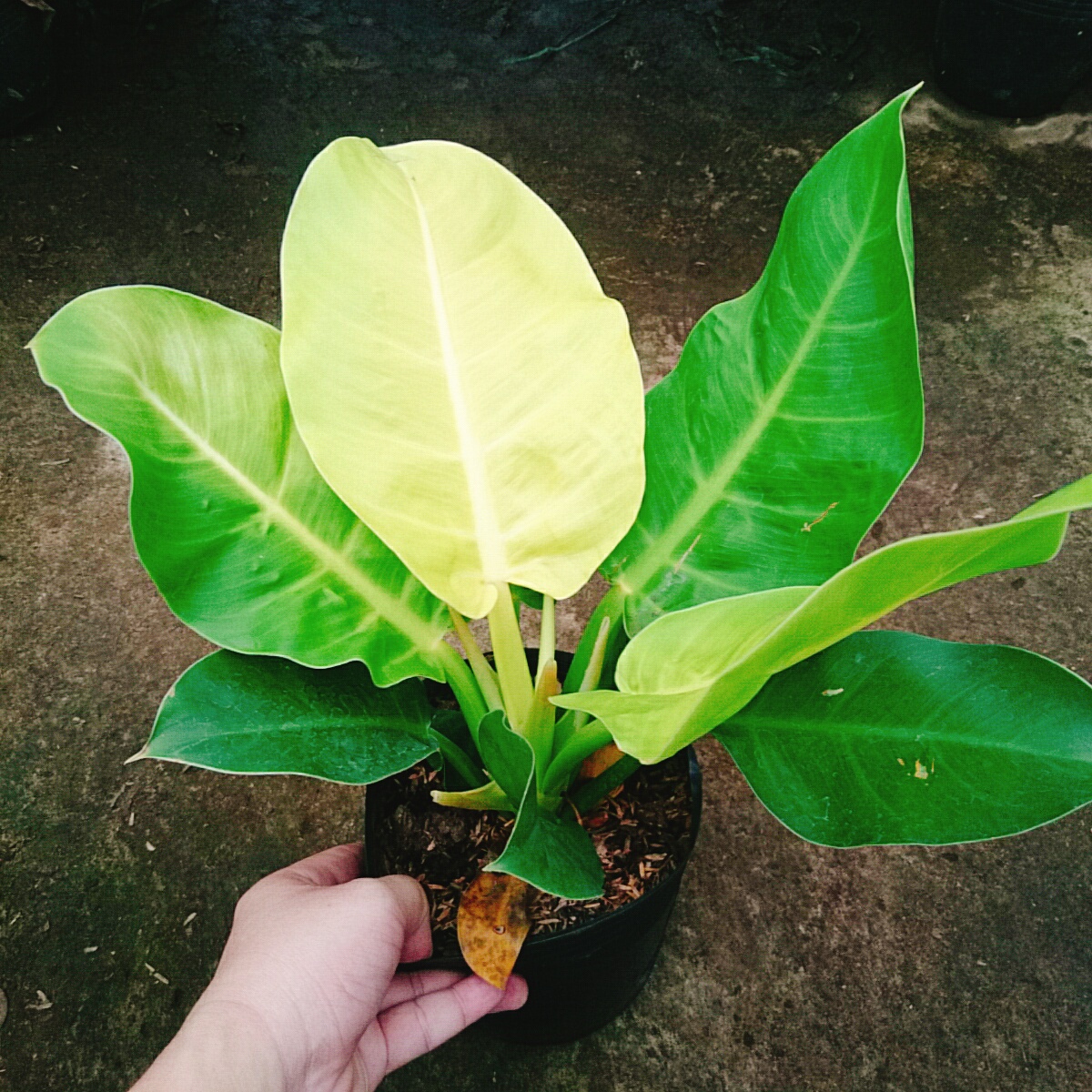 Cây Đế Vàng