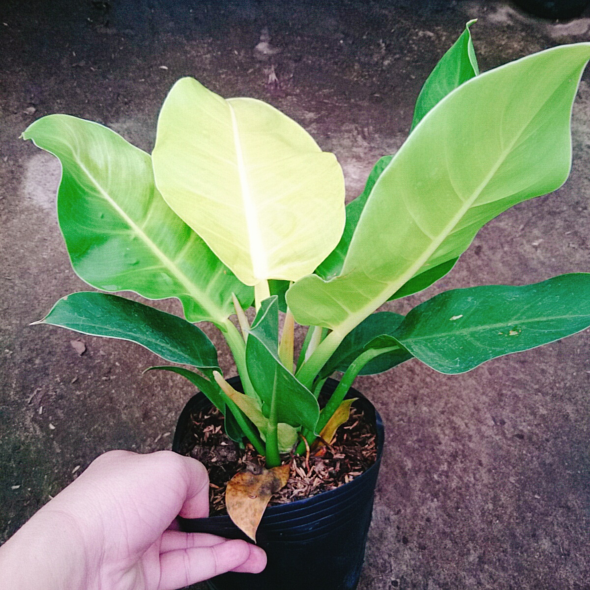 Cây Đế Vàng