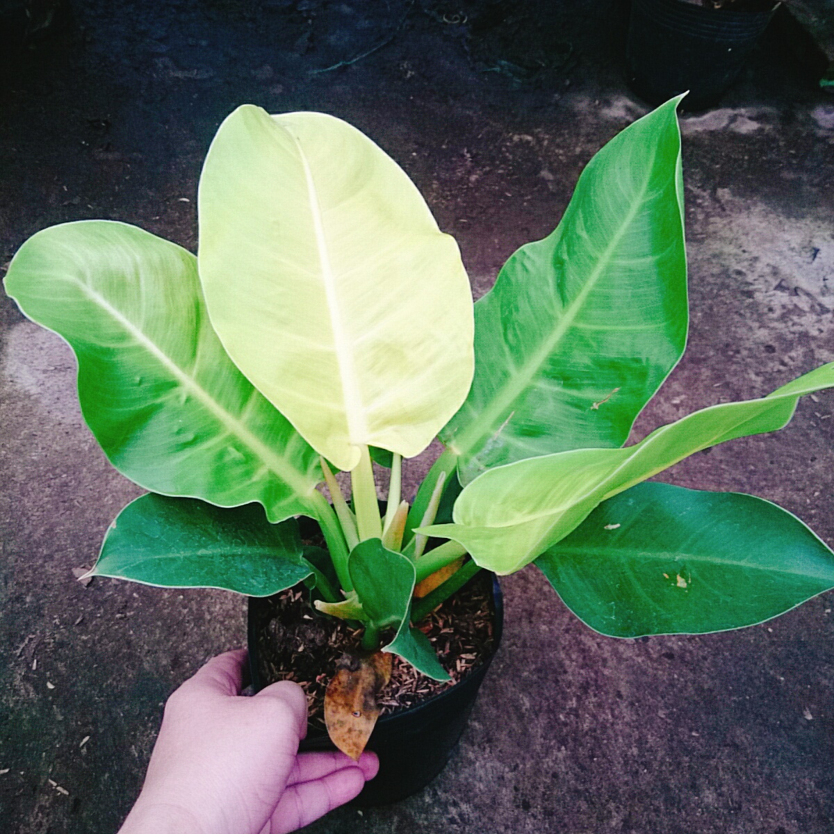 Cây Đế Vàng
