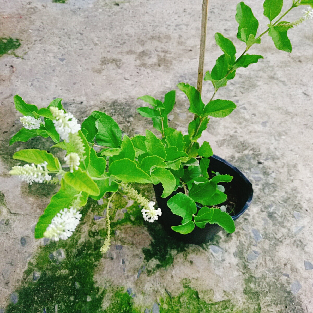 Cây Bạch Trầm Hương (Hoa Trắng)