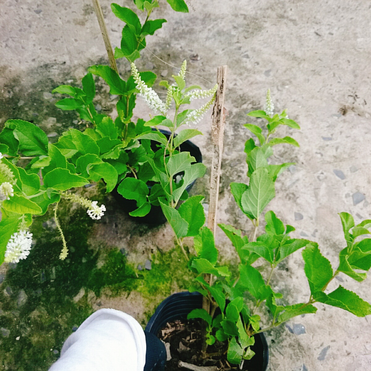 Cây Bạch Trầm Hương (Hoa Trắng)