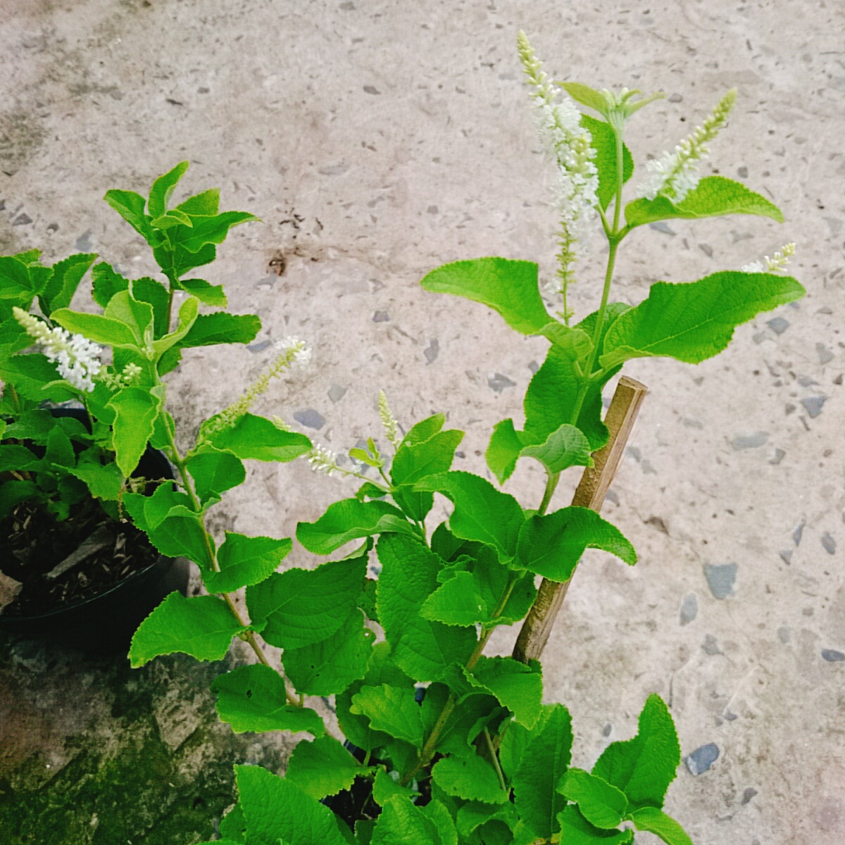 Cây Bạch Trầm Hương (Hoa Trắng)