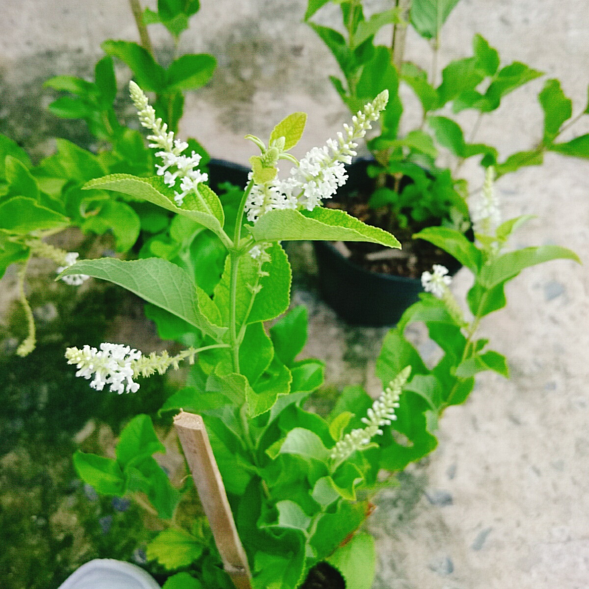 Cây Bạch Trầm Hương (Hoa Trắng)