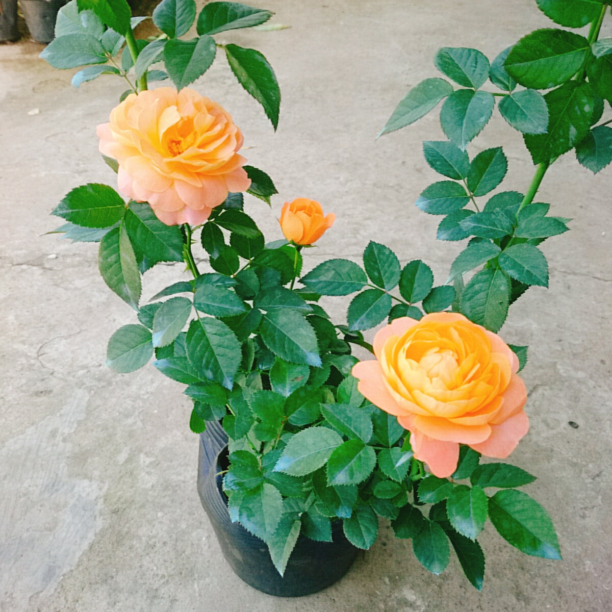 Cây Hồng Tezza Cá Hồi