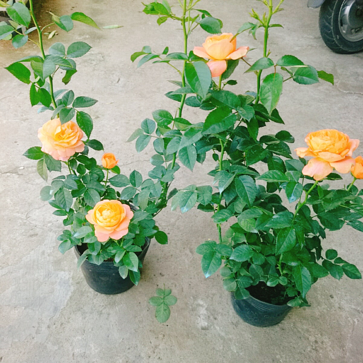 Cây Hồng Tezza Cá Hồi