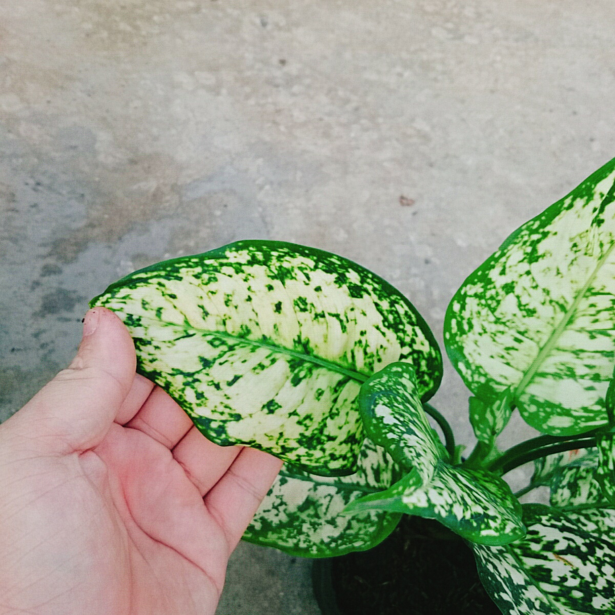 Cây Vạn Lộc Trắng Xanh