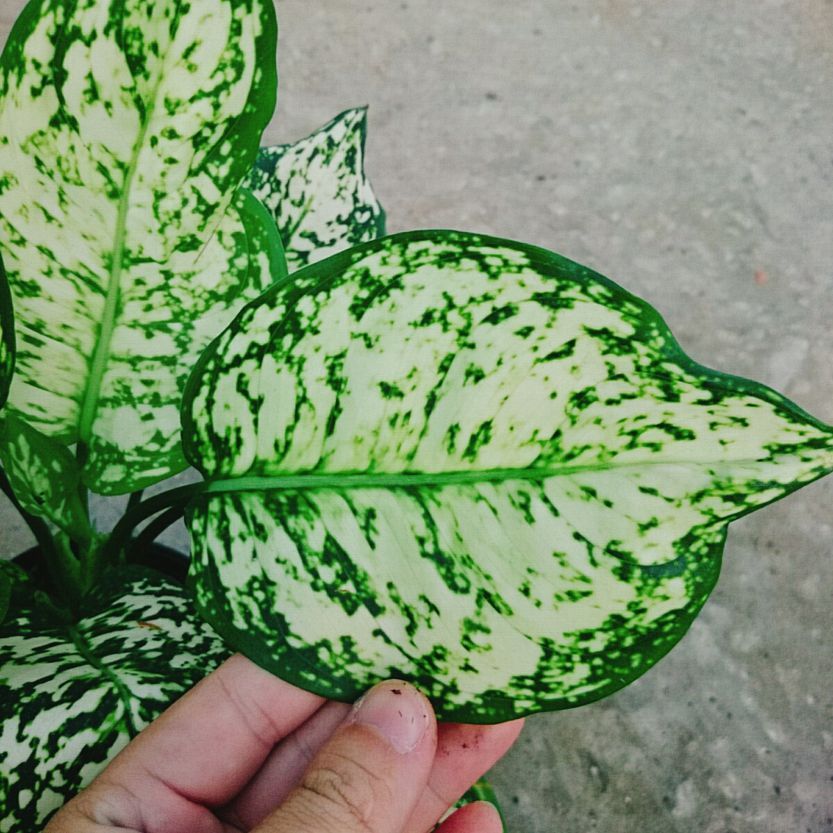 Cây Vạn Lộc Trắng Xanh