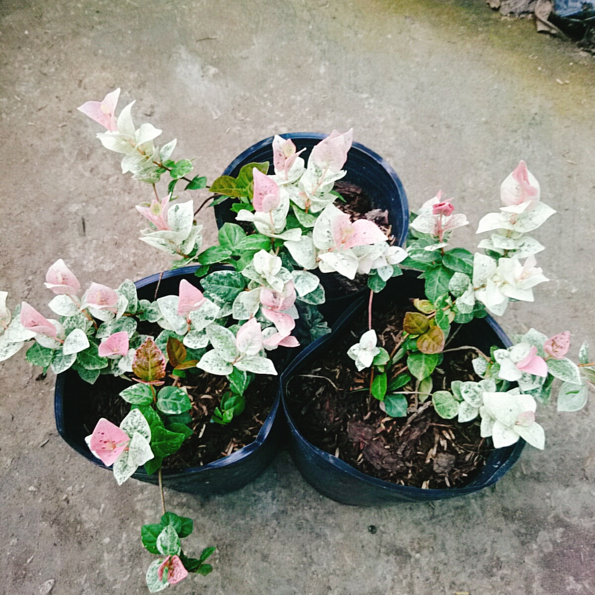 Cây Thằn Lằn Cẩm Thạch