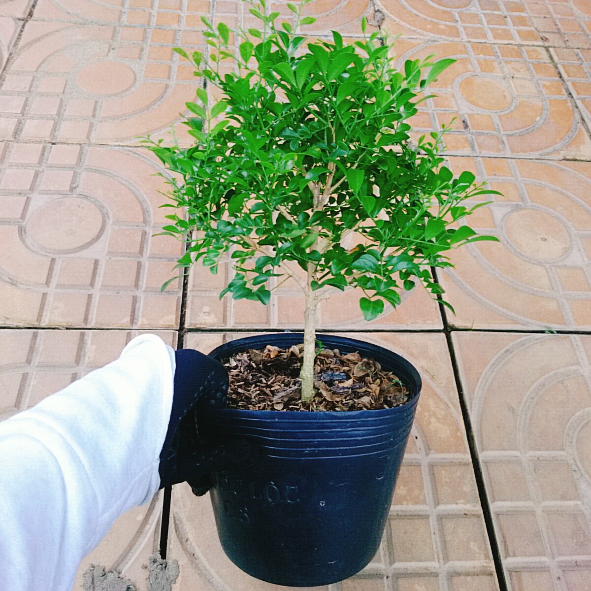 Cây Nguyệt Quế 1 Cốt