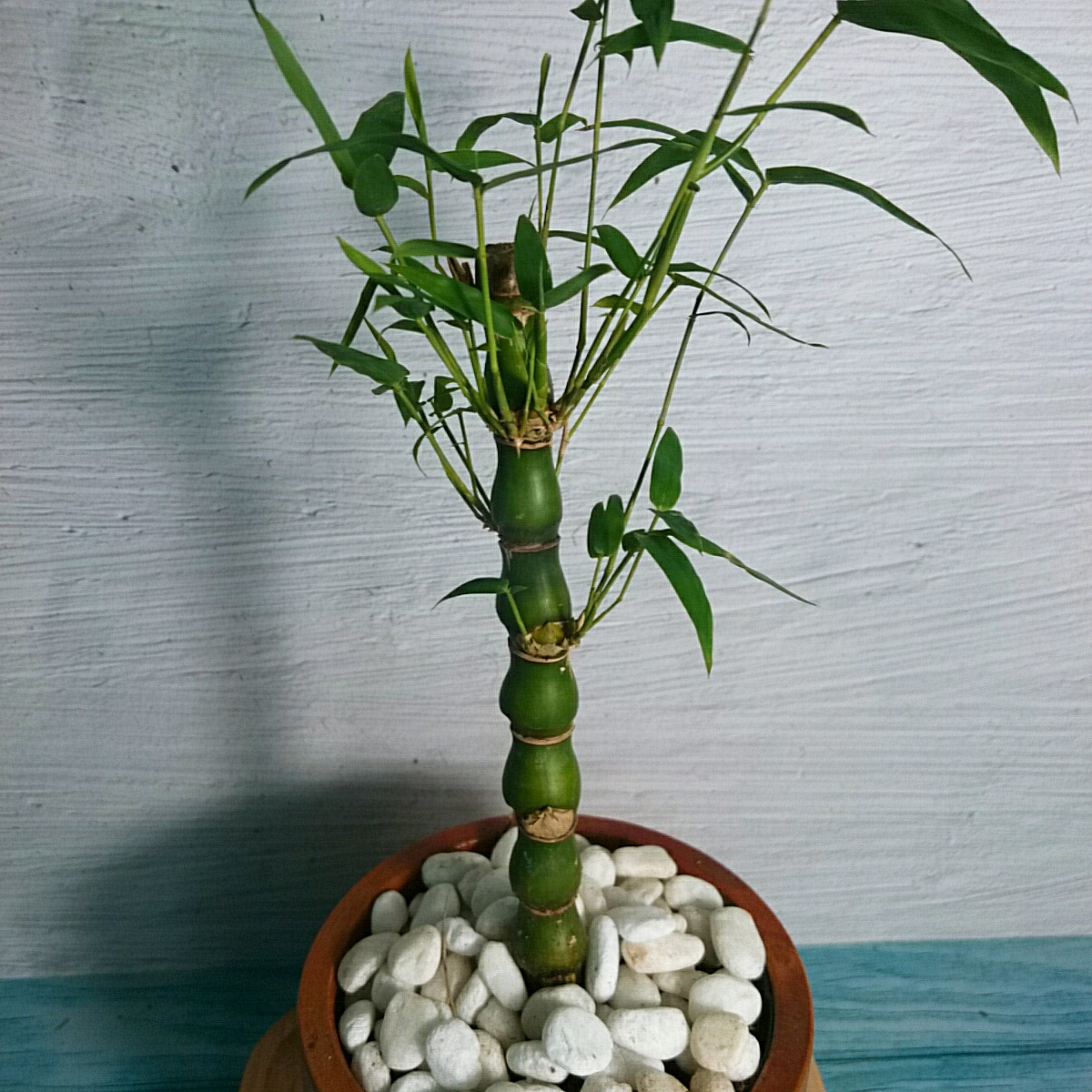 Cây Trúc Đùi Ếch Mini - Cây Trúc Quan Âm