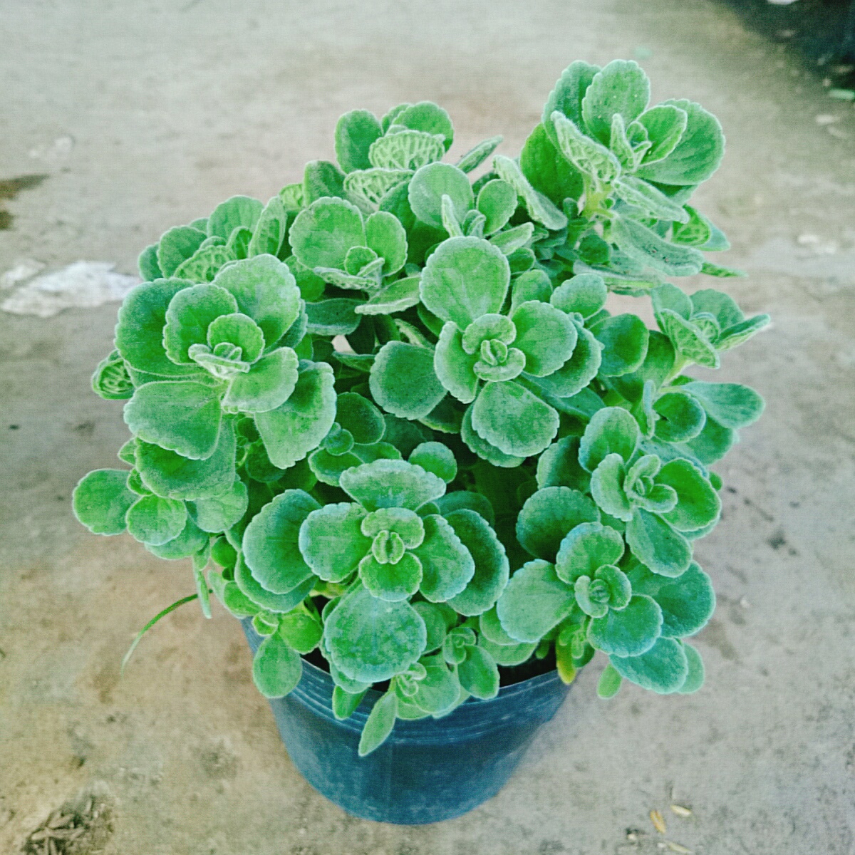 Cây Sen Thơm - Cây Nhất Mạc Hương