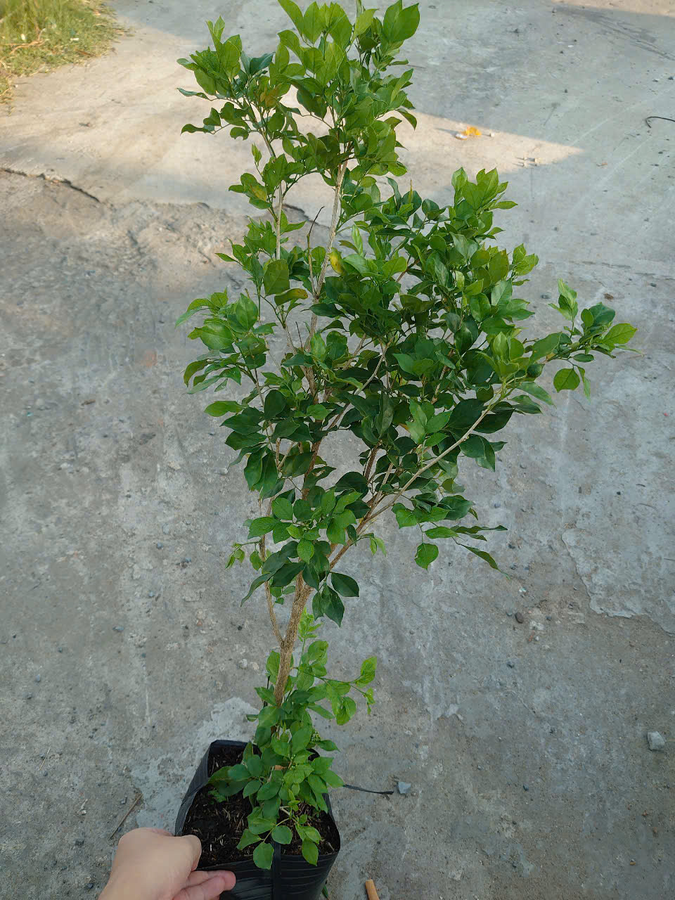 Cây Nguyệt Quế (Nhỏ)