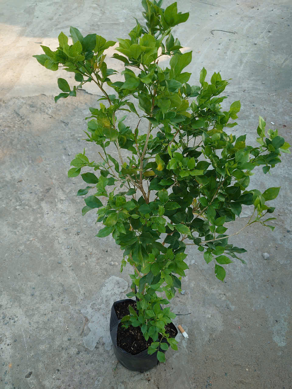 Cây Nguyệt Quế (Nhỏ)