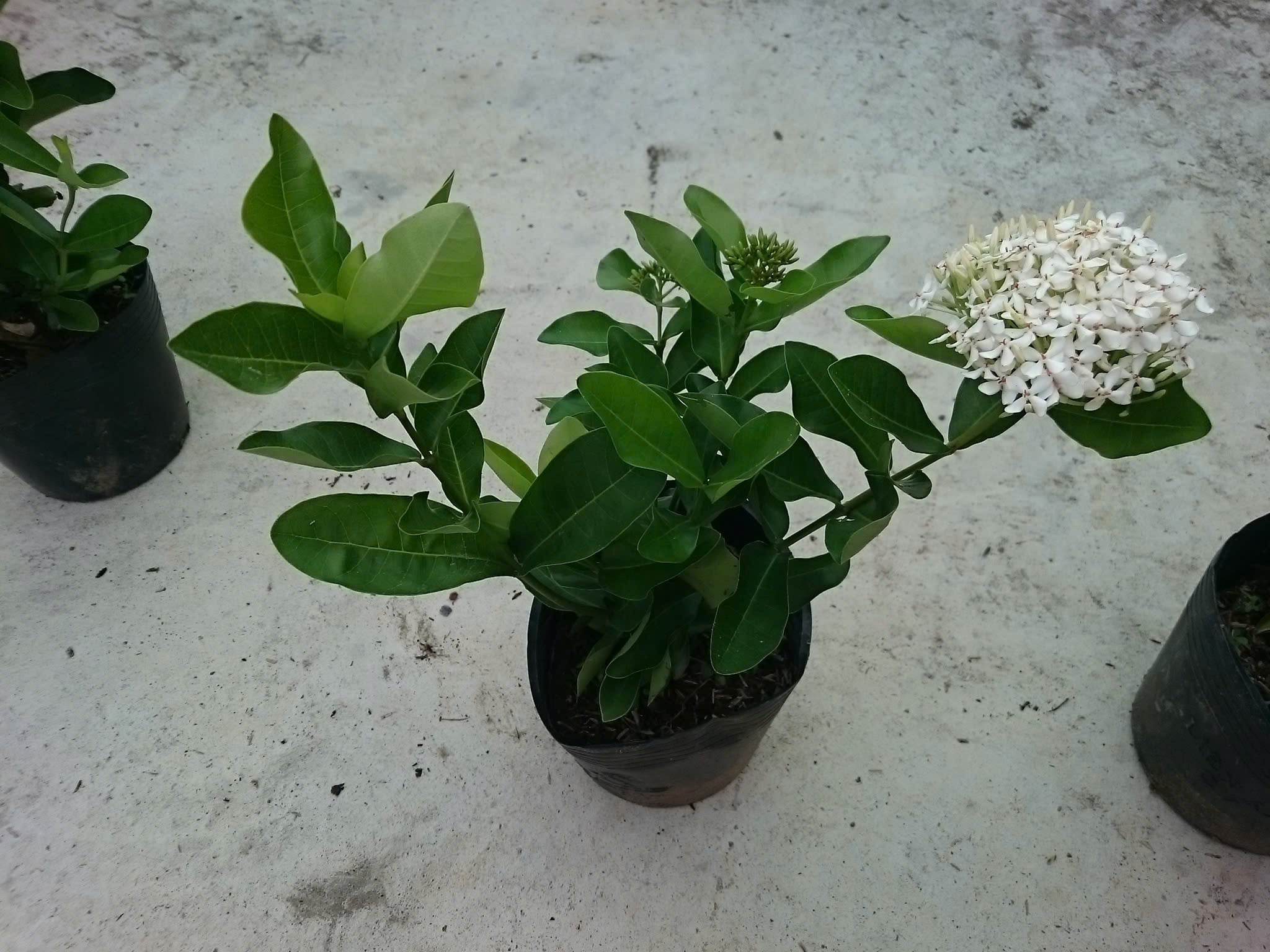 Cây Trang Trắng Lá Trung