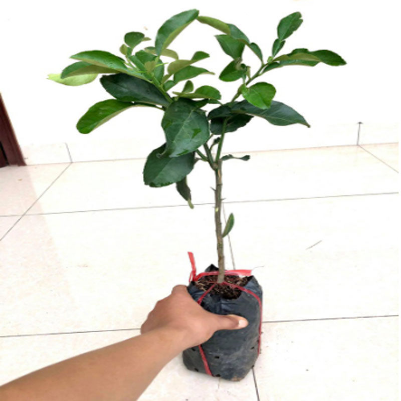 Cây Bưởi Da Xanh