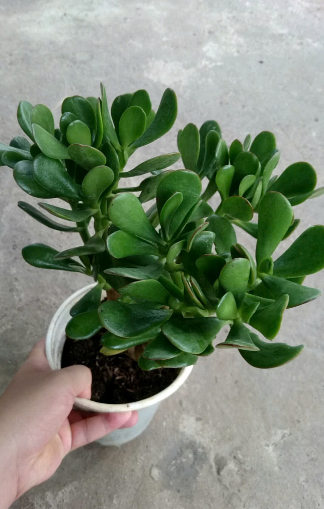 Cây Ngọc Bích Xanh
