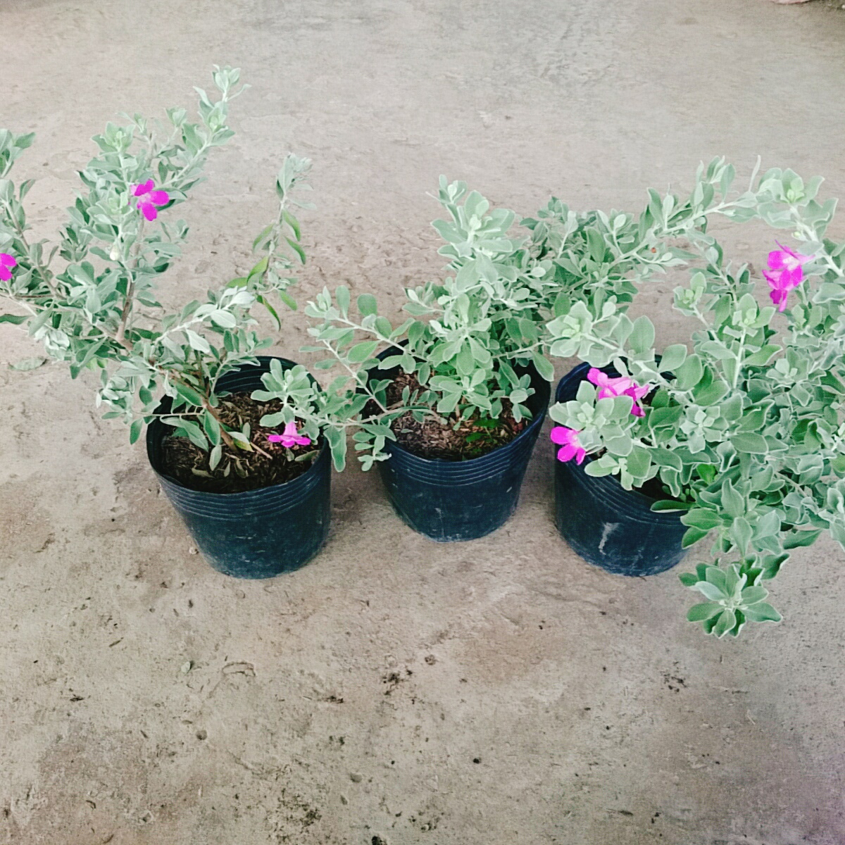 Cây Tuyết Sơn Phi Hồng