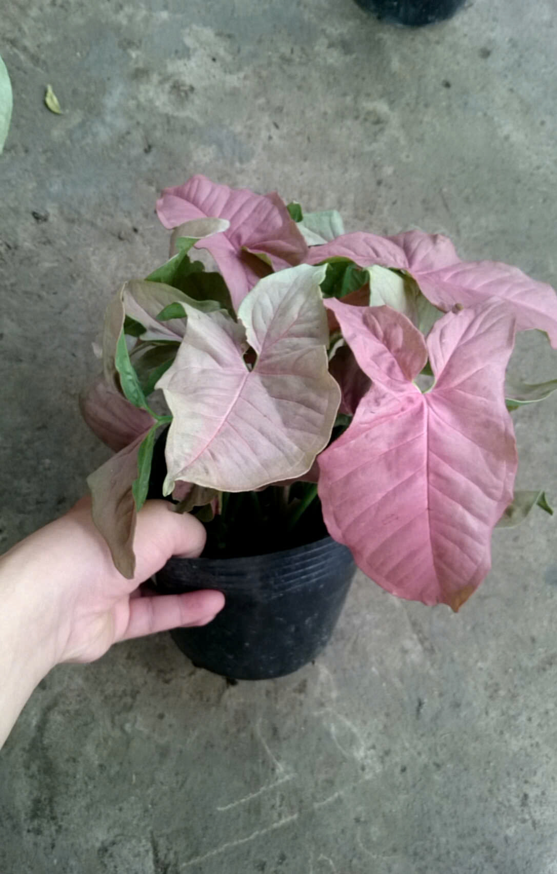 Cây Trầu Bà Hồng