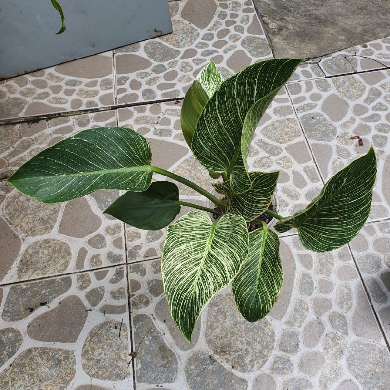 Cây Đế Kim Cương