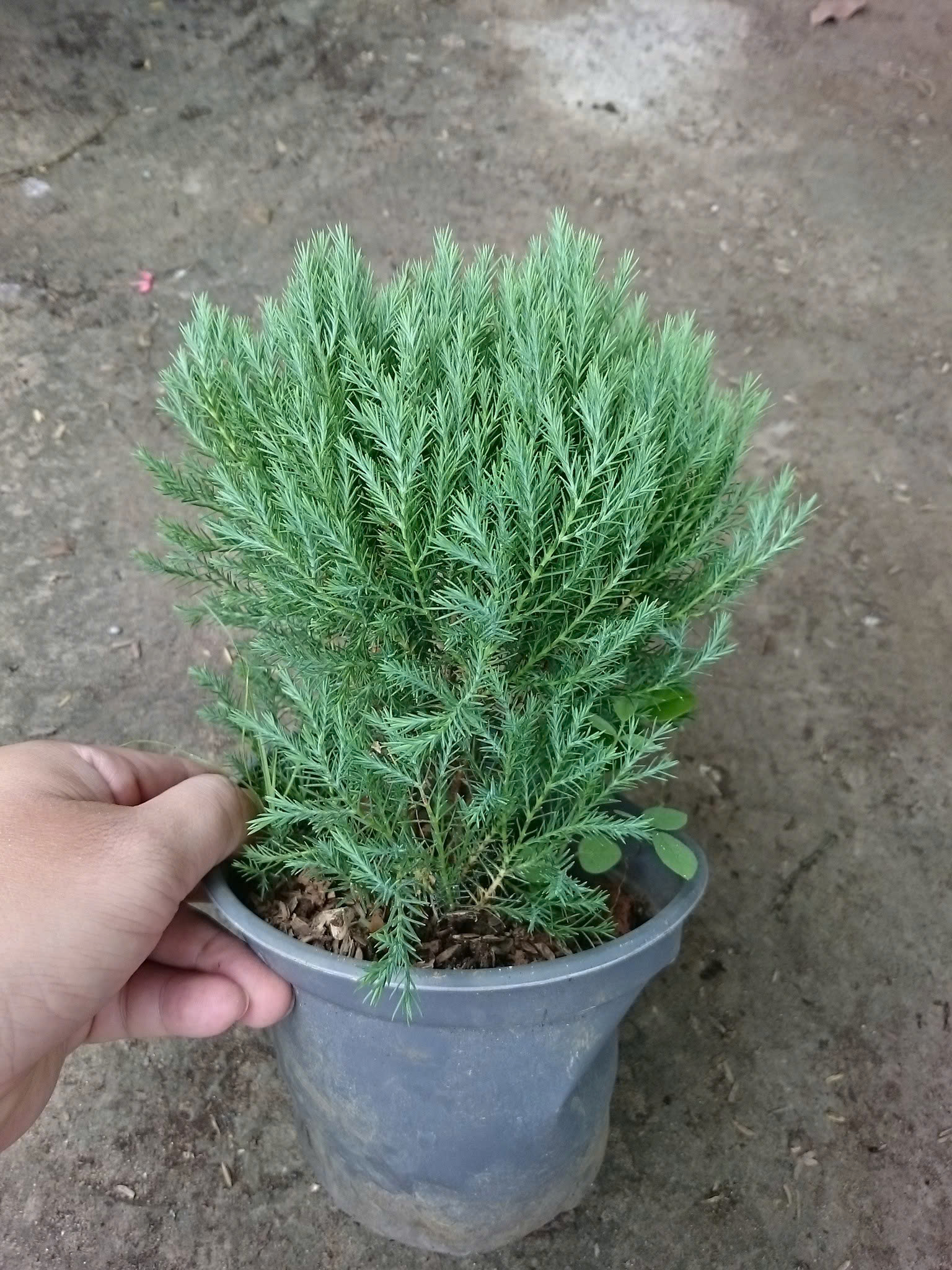 Cây Tùng Bồng Lai