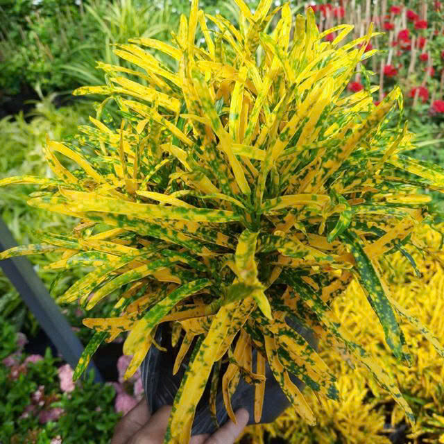 Cây Vàng Bạc Lá Nhỏ