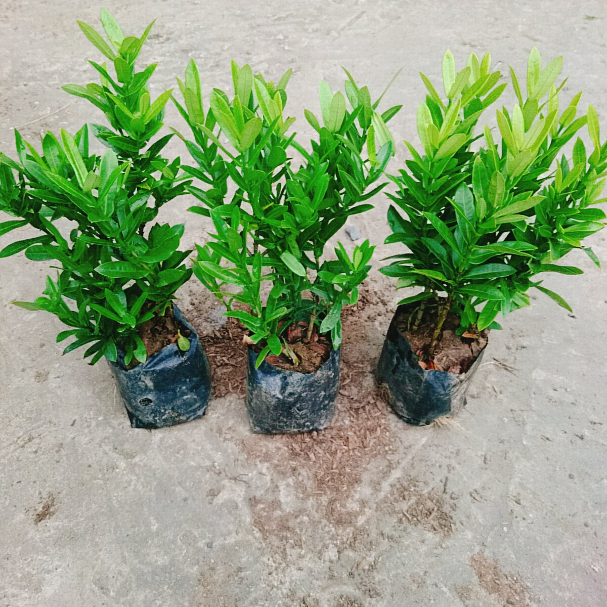 Cây Trang Ngũ Sắc (Nhỏ)