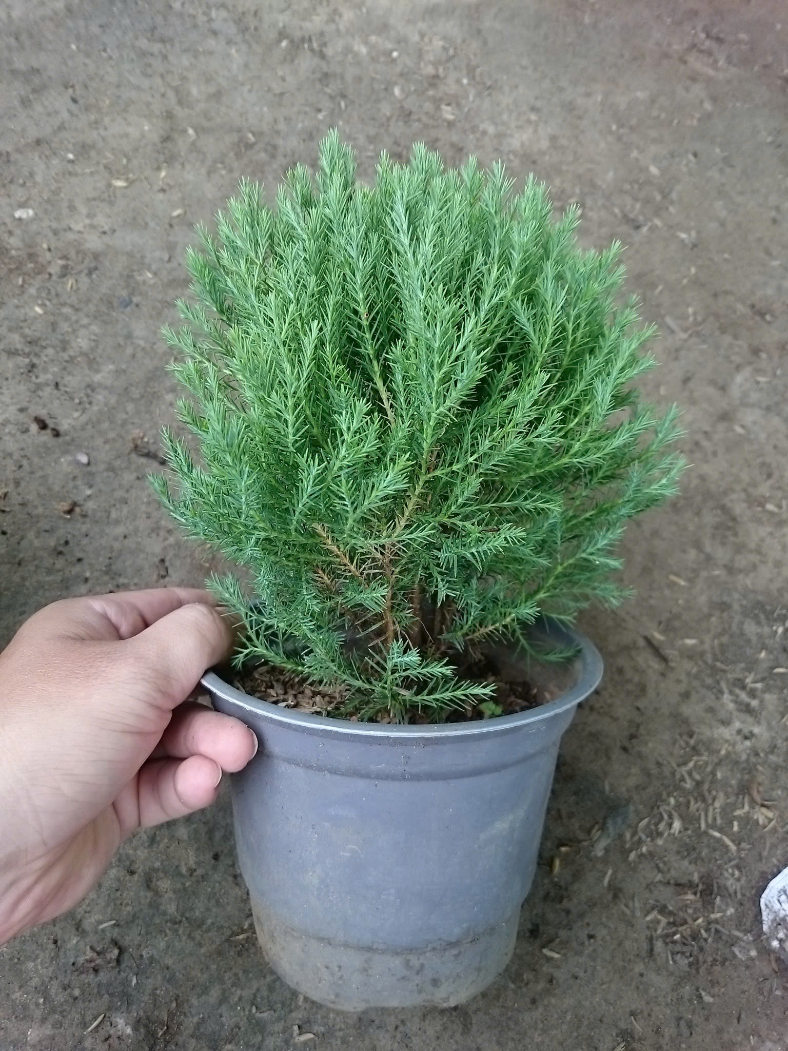 Cây Tùng Bồng Lai