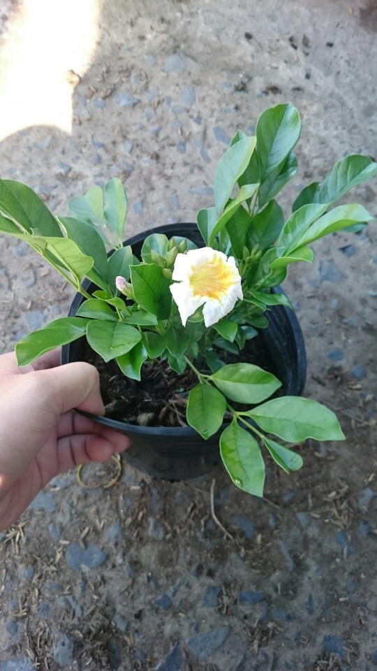 Cây Nguyệt Quế Lá Lớn