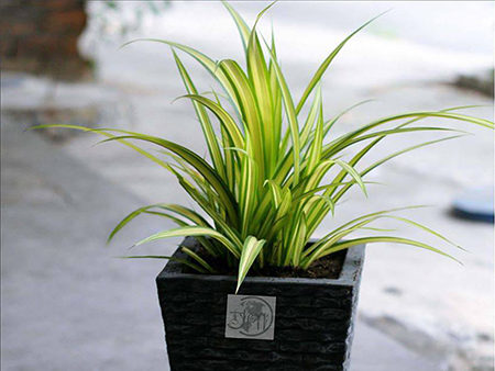 Cây Dứa Đại Phát
