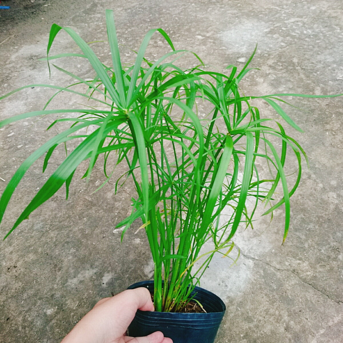 Cây Thủy Trúc Thủy Sinh