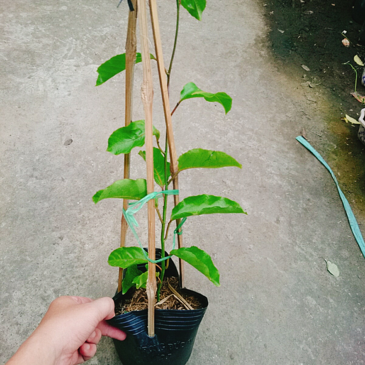 Cây Chanh Dây Vàng