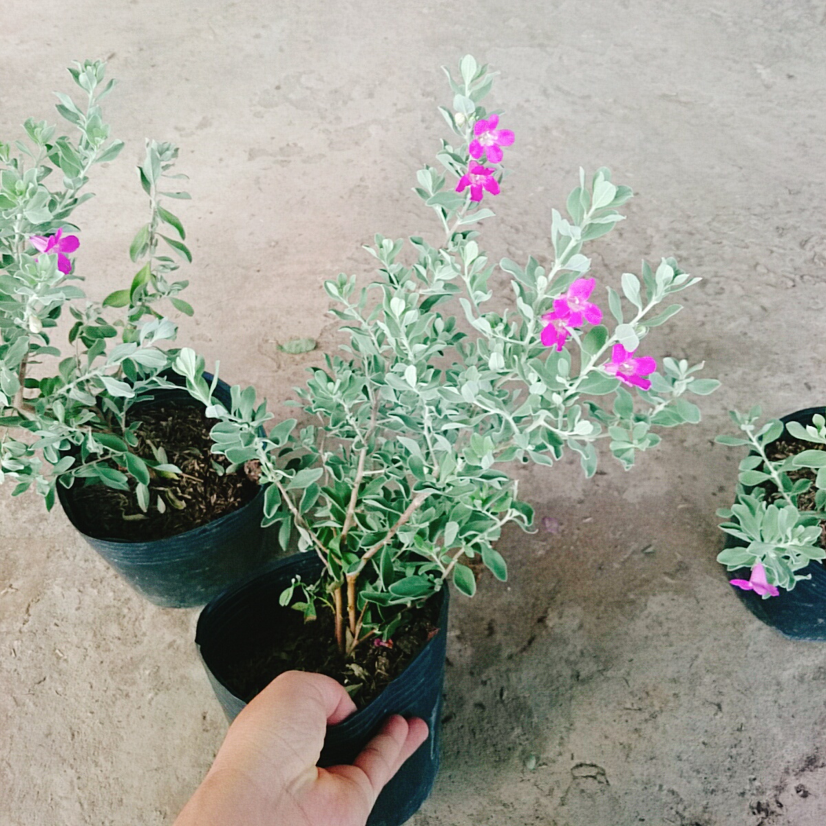 Cây Tuyết Sơn Phi Hồng