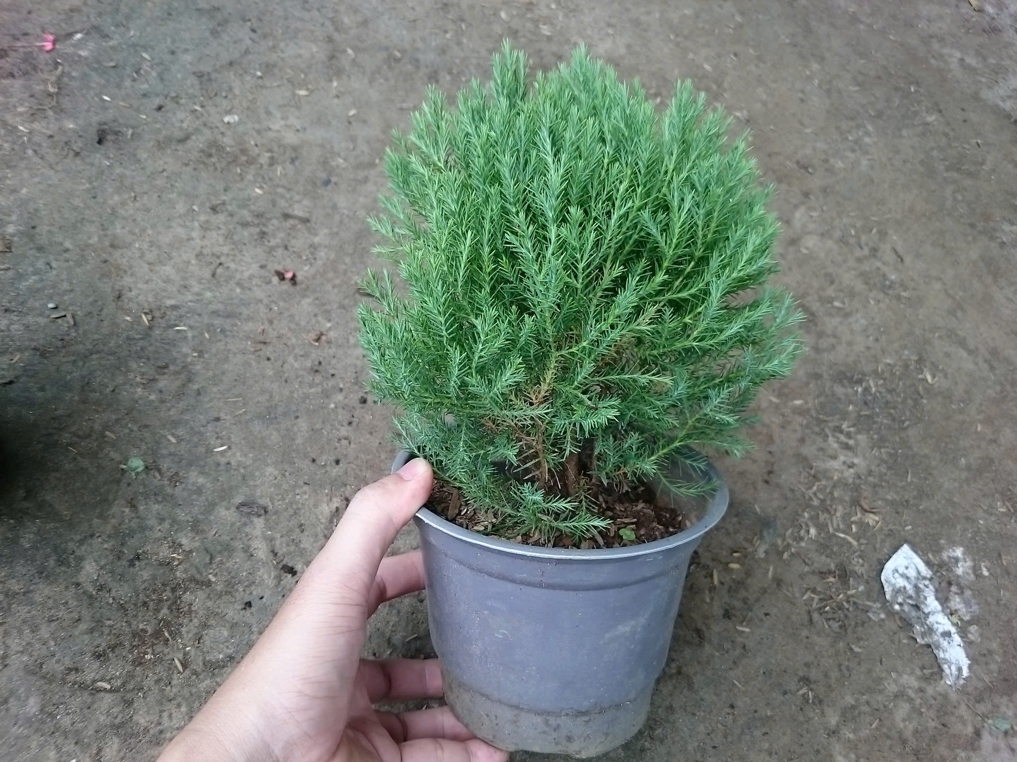 Cây Tùng Bồng Lai