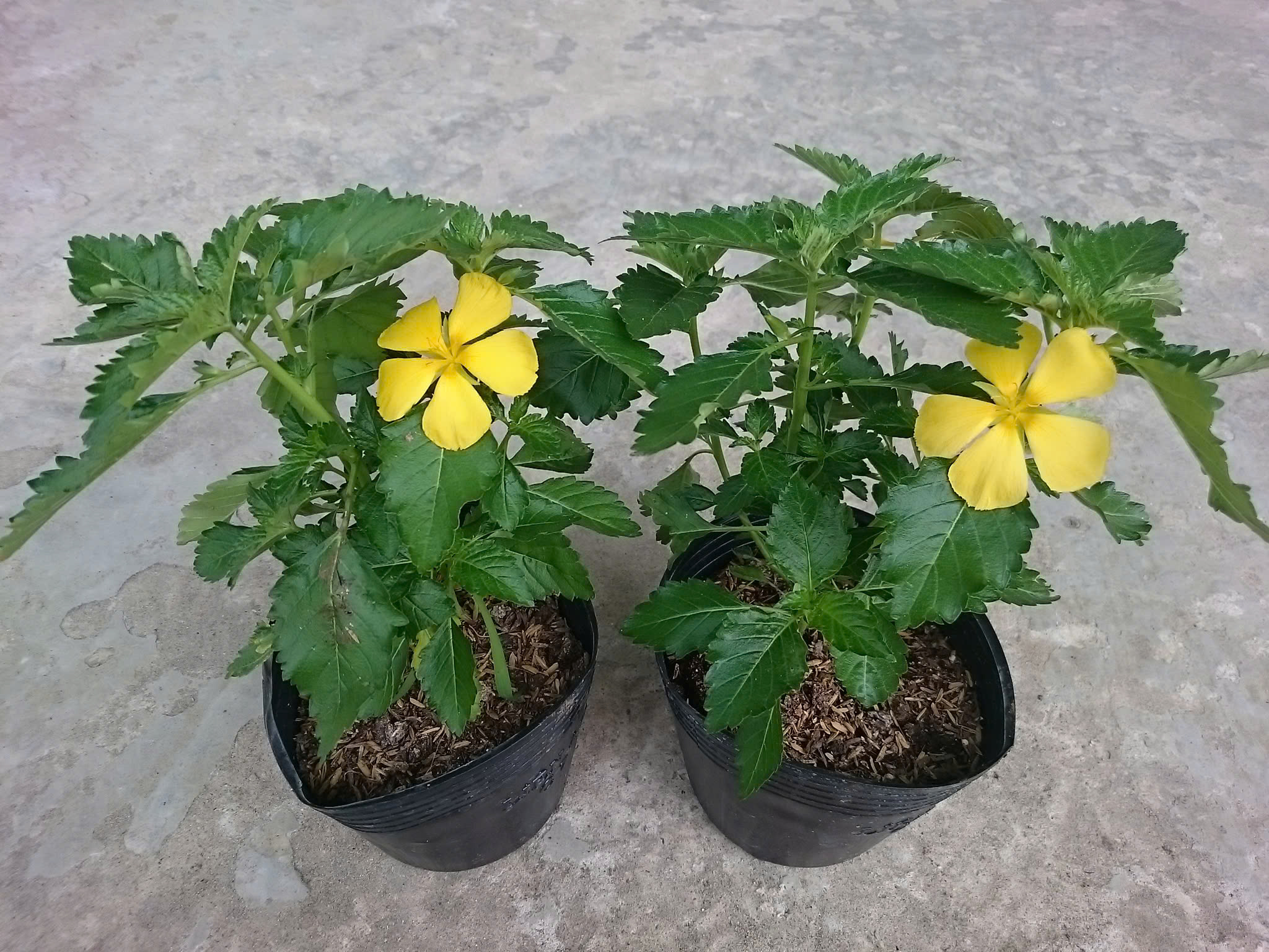 Cây Hoa Dừa Vàng