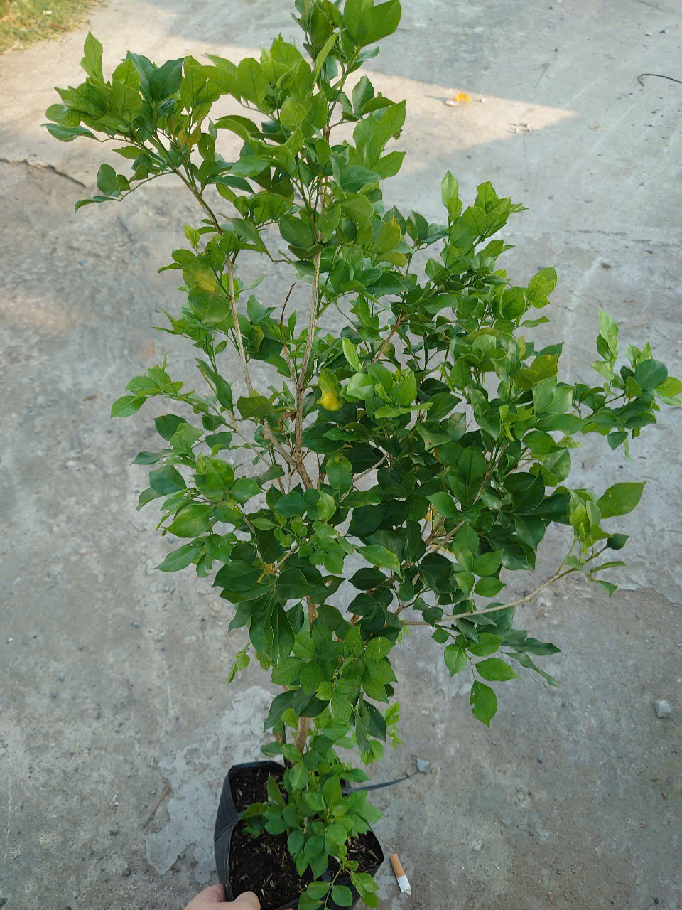 Cây Nguyệt Quế (Nhỏ)