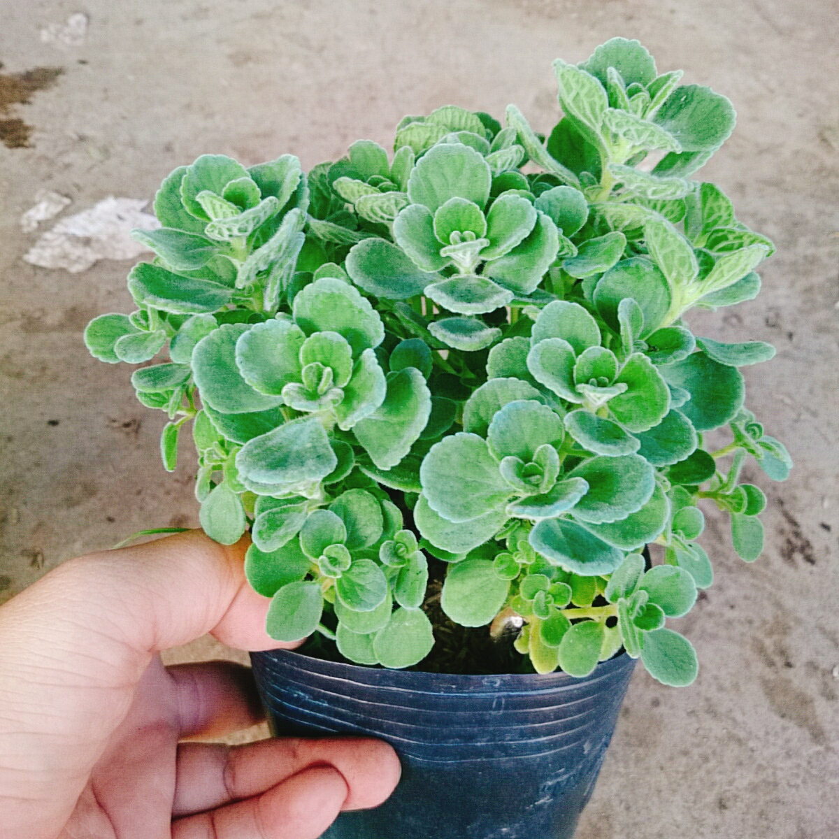 Cây Sen Thơm - Cây Nhất Mạc Hương