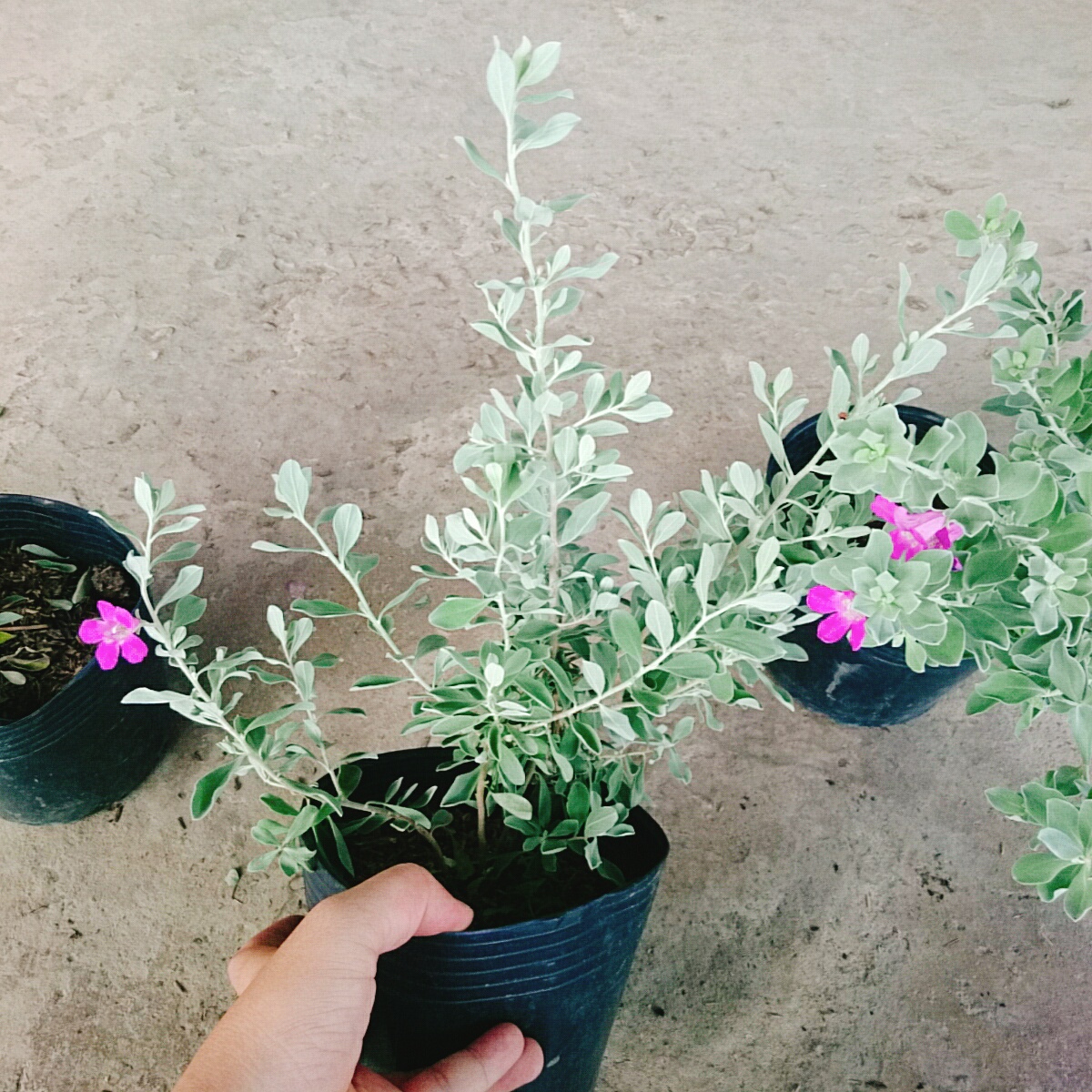 Cây Tuyết Sơn Phi Hồng