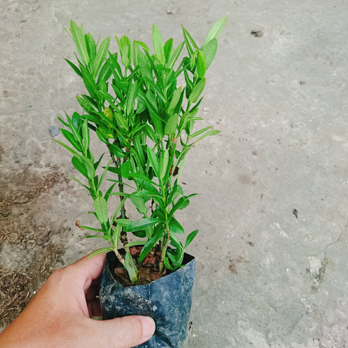 Cây Trang Ngũ Sắc (Nhỏ)