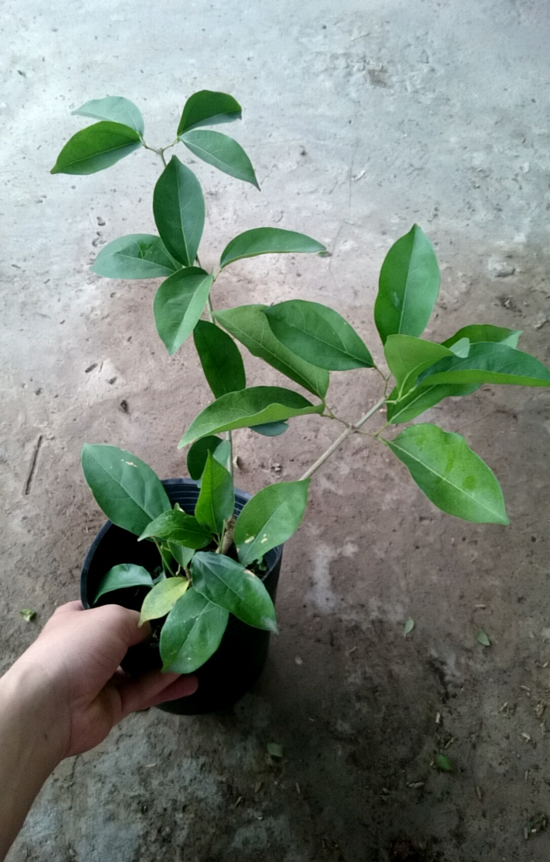 Cây Lan Tỏi