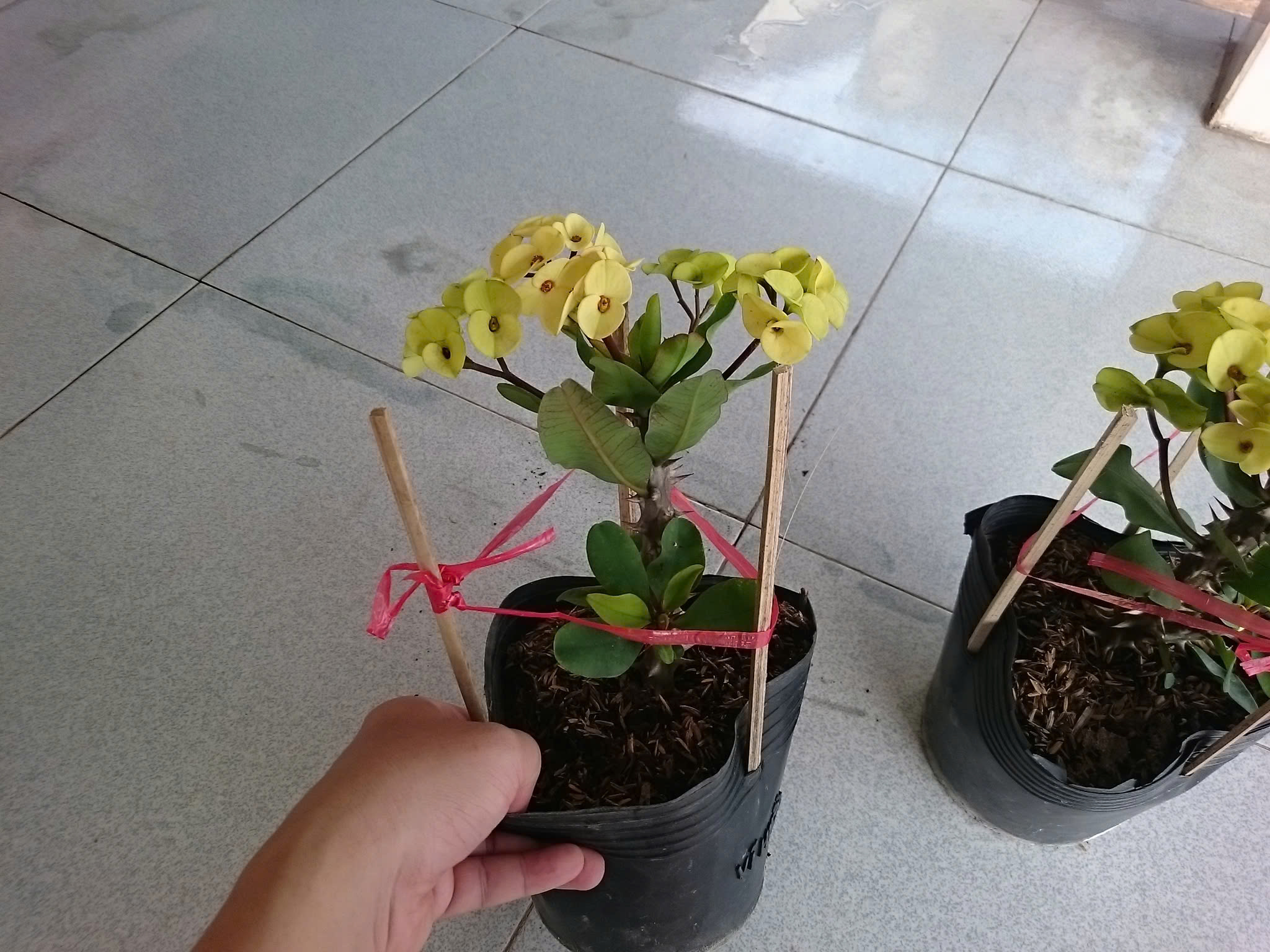 Cây Xương Rồng Vàng