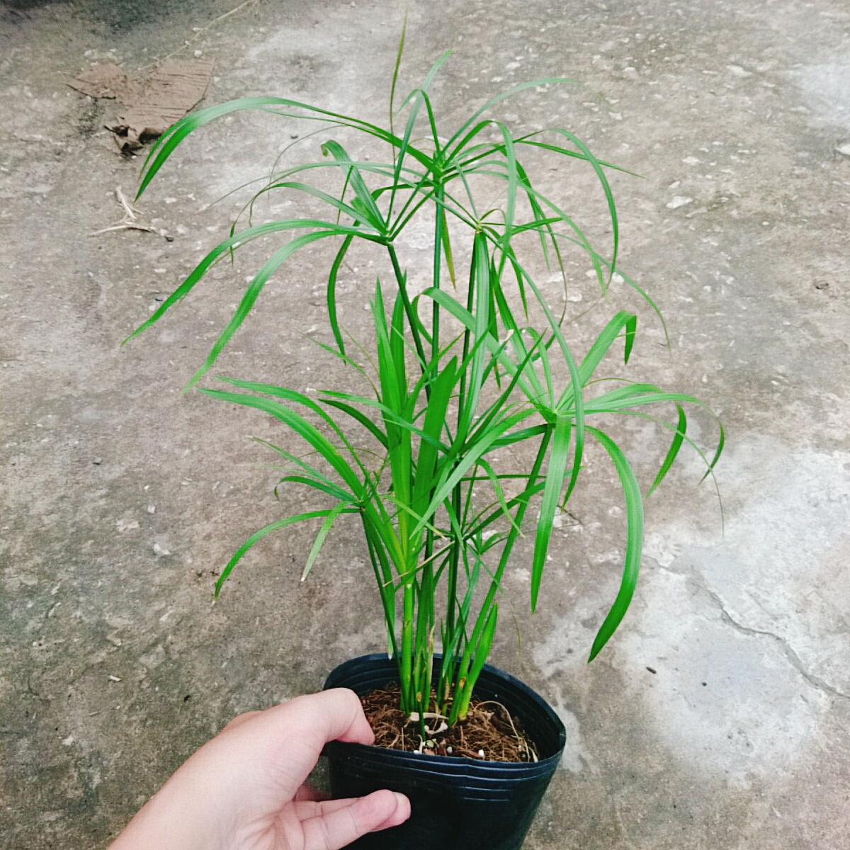 Cây Thủy Trúc Thủy Sinh