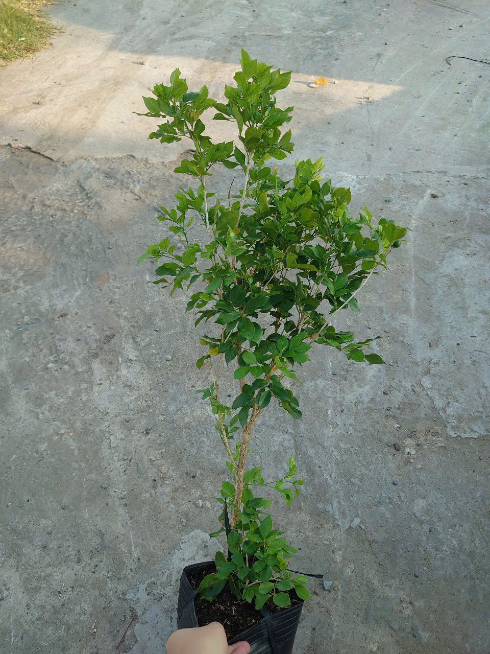 Cây Nguyệt Quế (Nhỏ)