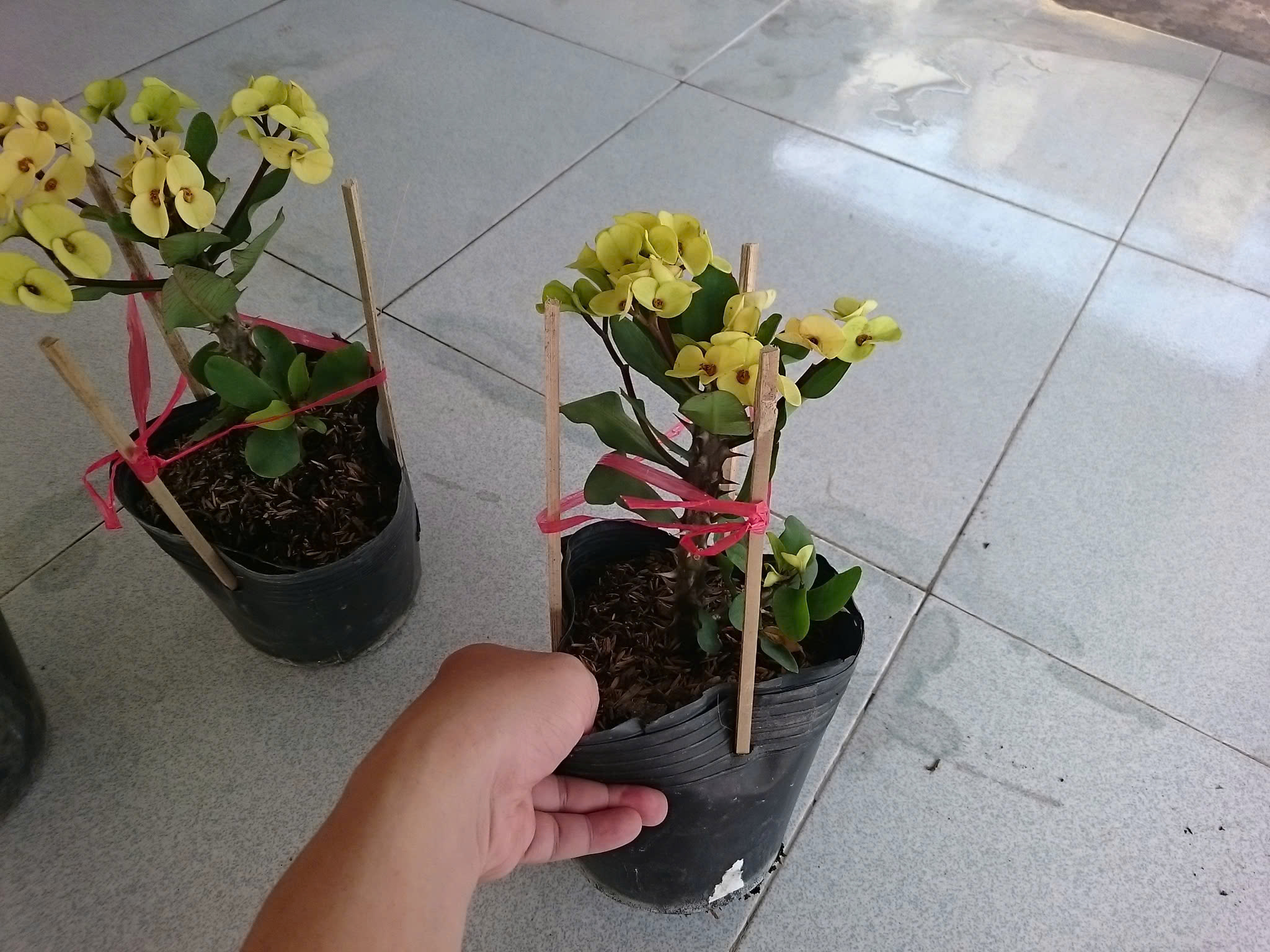 Cây Xương Rồng Vàng