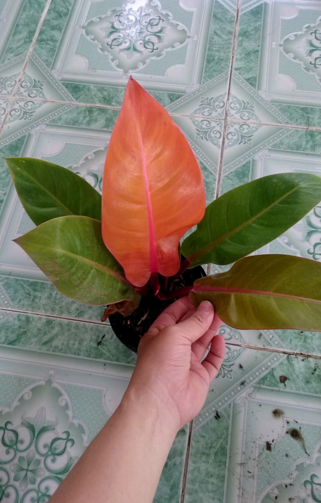 Cây Đế Đỏ
