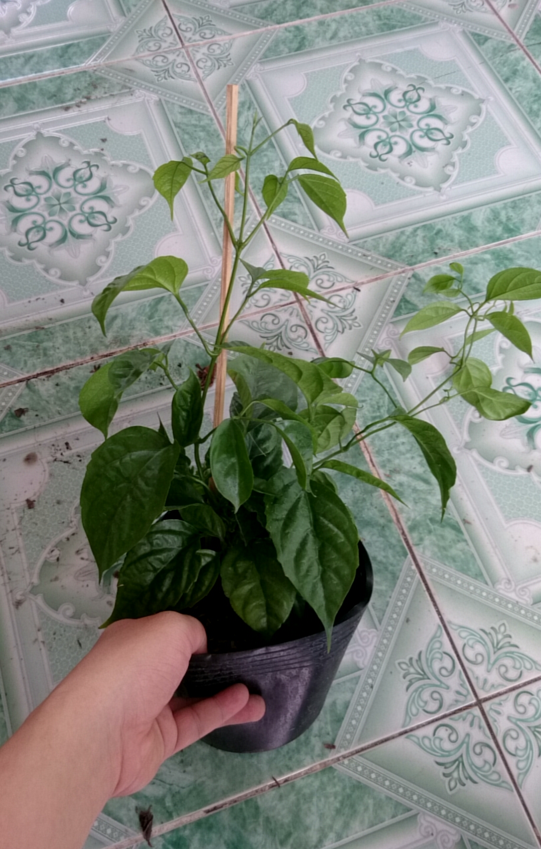 Cây Lan Hoàng Dương