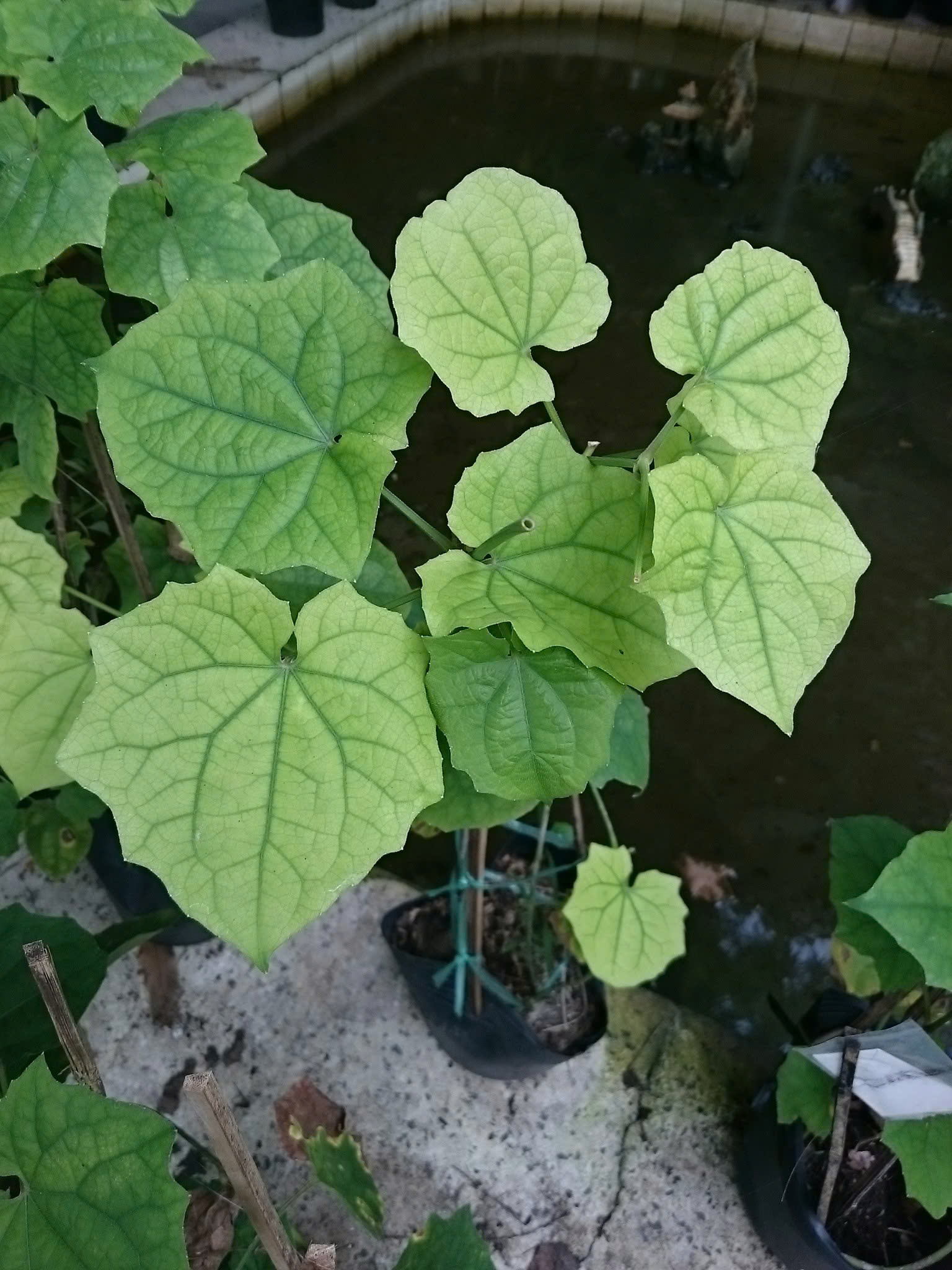 Cây Cát Đằng Dây Leo