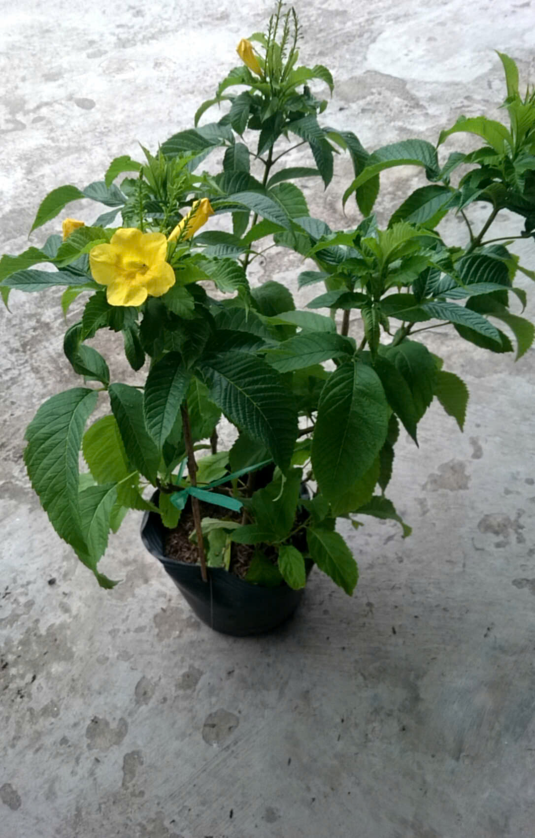 Cây Hoàng Yến